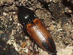 Click Beetle